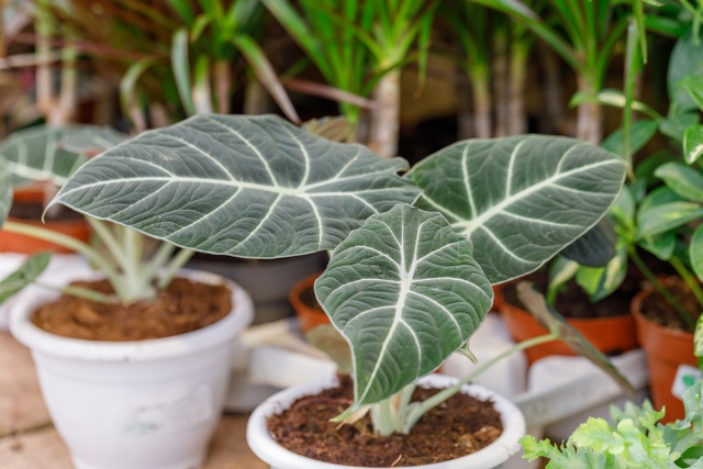 Alocasia Plant