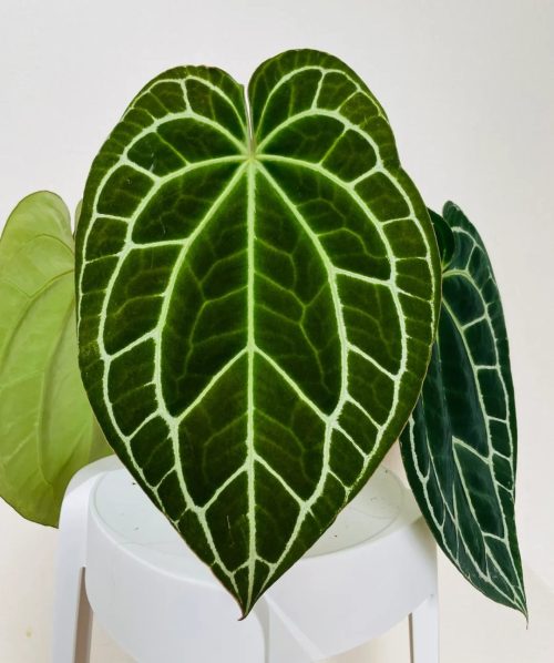 Main characteristics of Anthurium