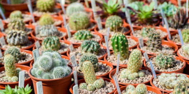 Cactus Plant