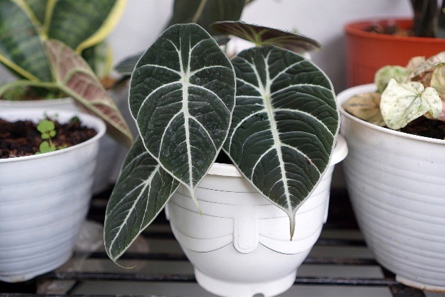 Alocasia Plant