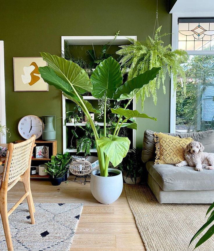 Alocasia