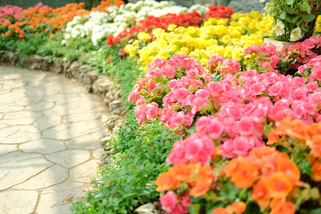 Begonia