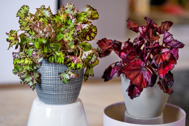 Begonia