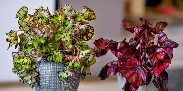 Begonia