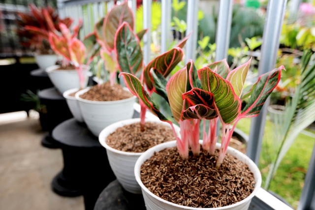 Aglaonema Plant