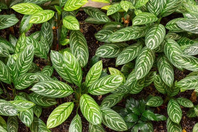 Aglaonema Plant