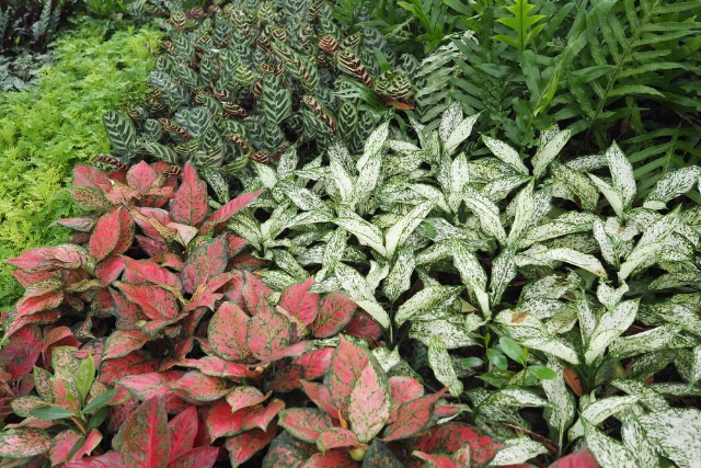 Aglaonema Plant