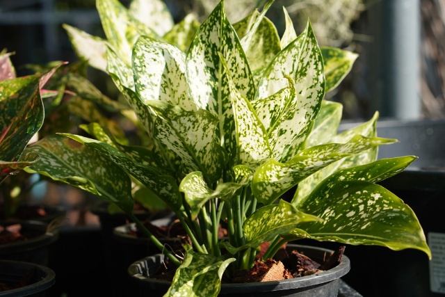 Aglaonema Plant