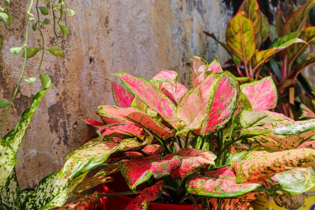 Aglaonema Plant