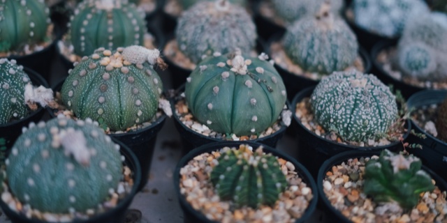 Cactus Plant