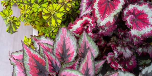 Begonia
