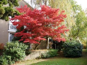 Acer palmatum 'Bloodgood'