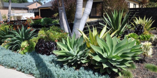Plantsking Agave Versatile Applications