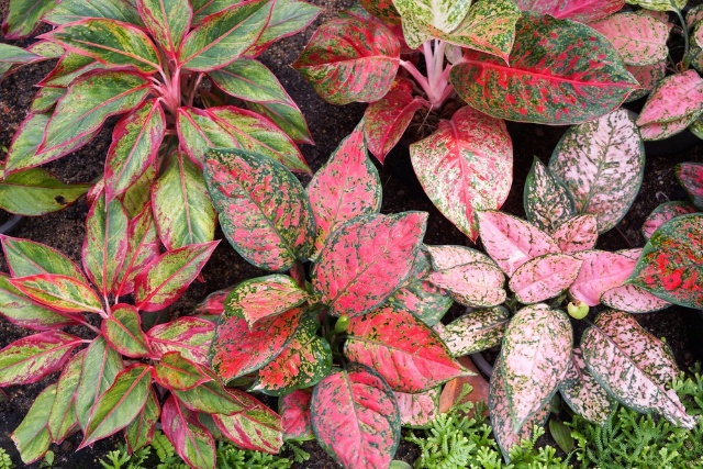 Aglaonema Plant