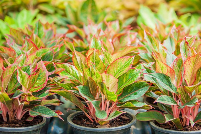 Aglaonema Plant