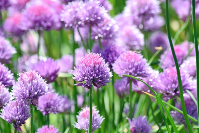 Allium Plant