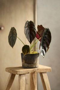 Alocasia Cuprea