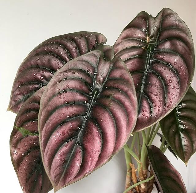 A Guide to Alocasia Cuprea