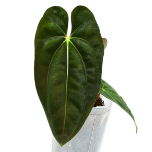 Anthurium papillilaminum
