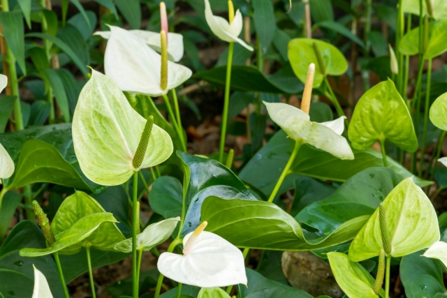 Anthurium Plants