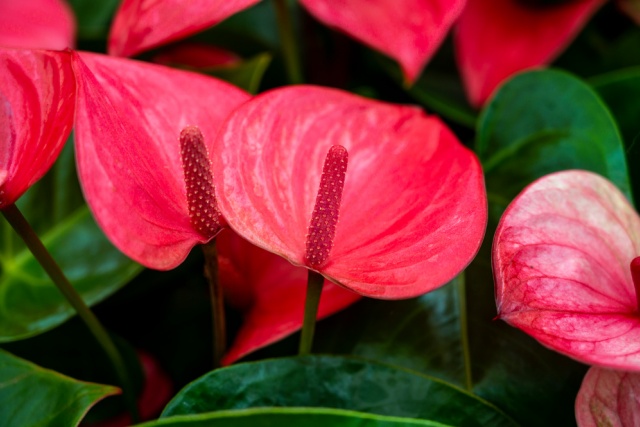 Anthurium Plants