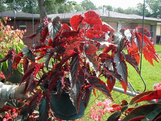 Begonia Arabian Sunset