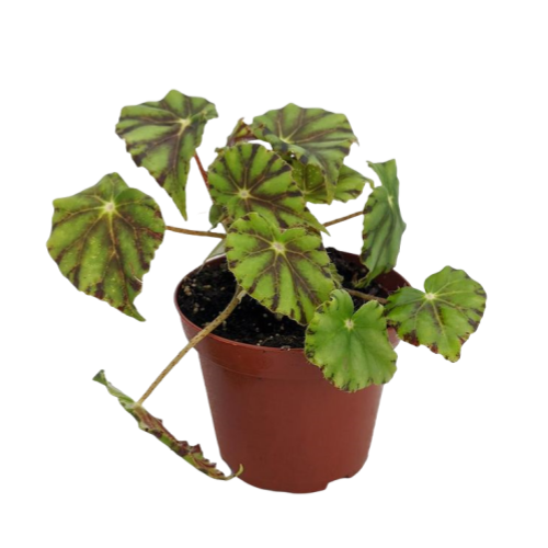 Begonia Black Lightning