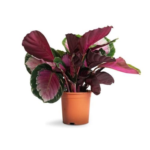 Cobra Arrowroot Indoor Maintenance Environment