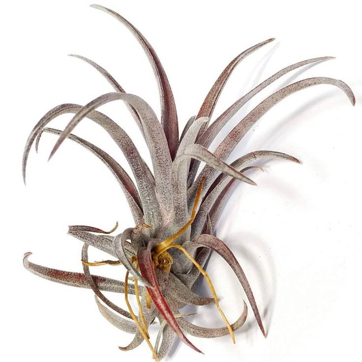 Tips For Tillandsias