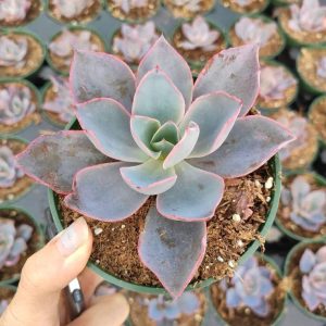 Echeveria Afterglow