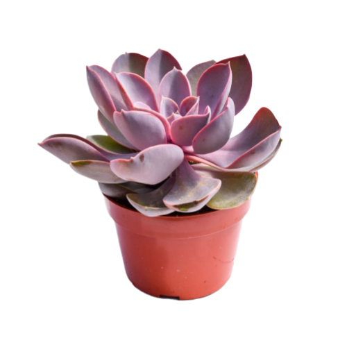 Echeveria Afterglow