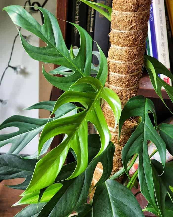 Epipremnum Pinnatum