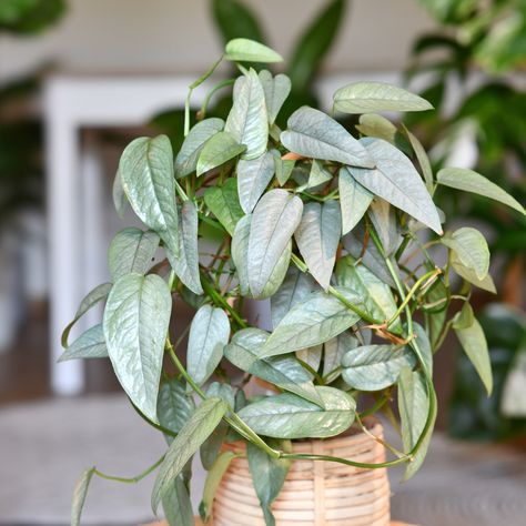 Epipremnum Pinnatum Cebu Blue Care Guide