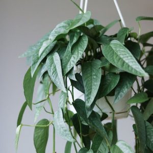 Epipremnum Pinnatum Cebu Blue