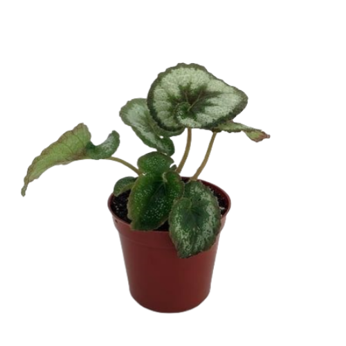 Begonia Escargot Rex