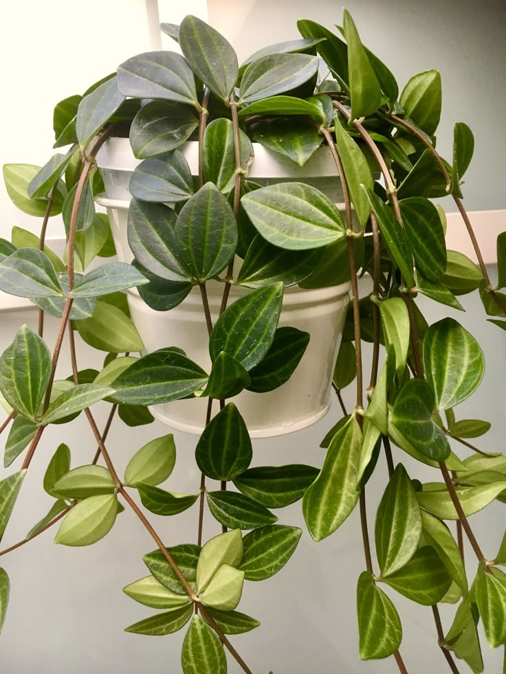 A Guide To Peperomia Angulata