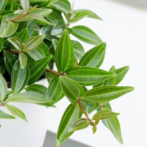 Peperomia Angulata