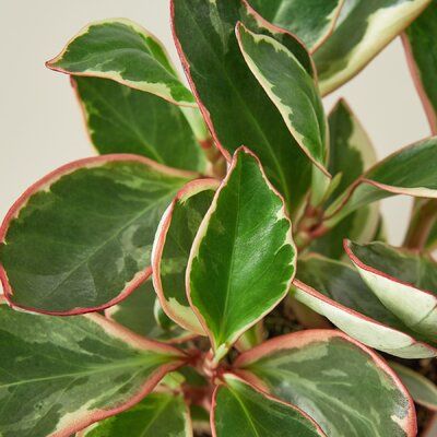 Peperomia Clusiifolia