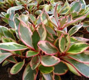 Peperomia Clusiifolia