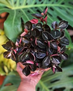 Peperomia Metallica