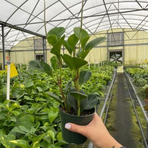Peperomia Obtusifolia