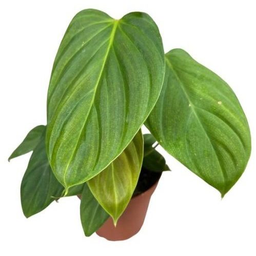 Optimale lysforhold for Philodendron fuzzy petiole