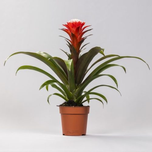 Characteristics of Bromeliad