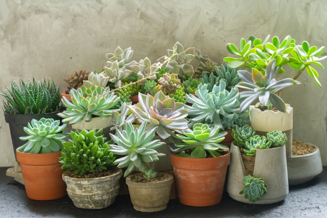 Saftig plante