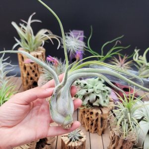 Tillandsias