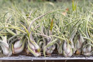 Tillandsia Caput Medusae