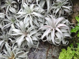 Tillandsias