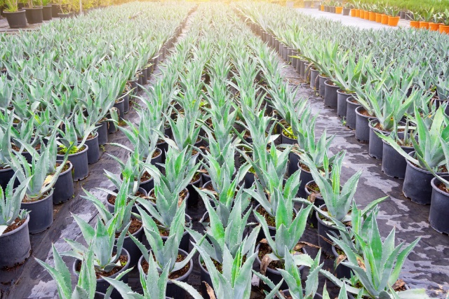 Agave Plant