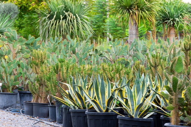 Agave Plant