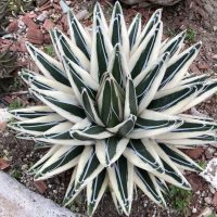 Agave Victoriae Reginae White Rhino
